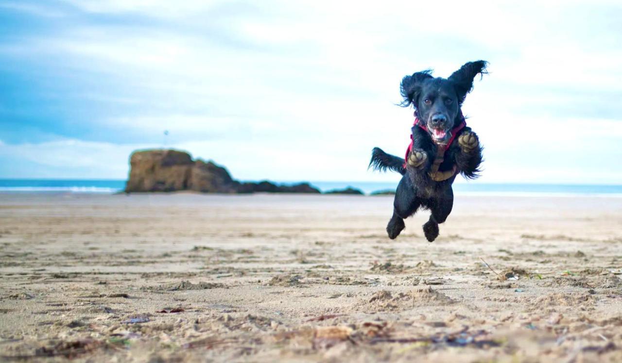 Idyllic Cornish Cottage, Superking Bed, Private Garden Dogs Welcome ทรูโร ภายนอก รูปภาพ
